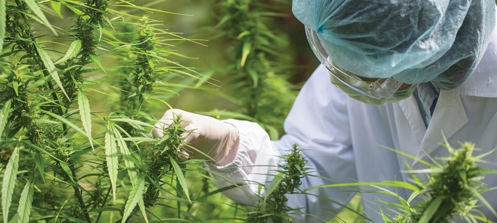 Revolution Dispensary: Quality Cannabis Solutions Leader