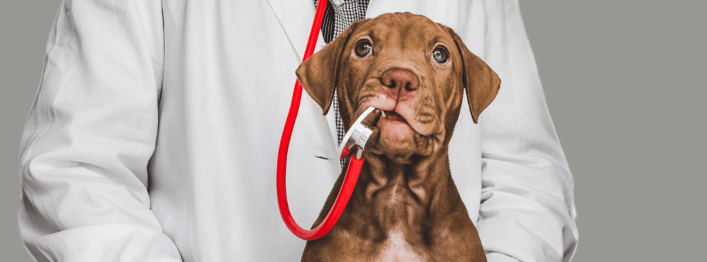 Veterinarian Thousand Oaks: 7 Questions To Ask Before Your First Visit